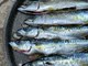 Škombri na pjatu od mediteranskog vrta