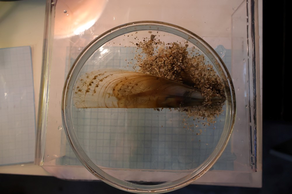 (Foto: Aquarium Pula)