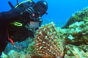 Pinna rudis, periska kamenitog dna (Foto: Hrvatski veterinarski institut)