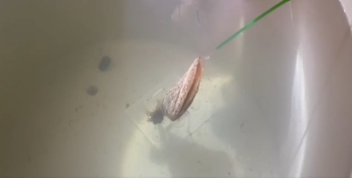 (Foto: Screenshot / Facebook: Aquarium Pula)
