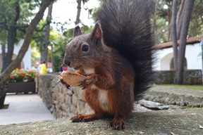 (Foto: Grad Poreč)