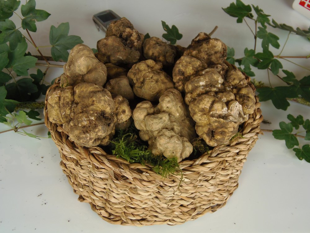 (Snimila Gordana Čalić &Scaron;verko)