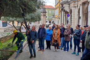 Razidba maslina na Giardinima