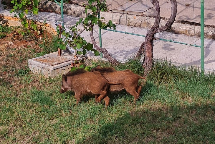 Nije rijetkost da divlje svinje zađu duboko u urbano središte (Arhiva Glasa Istre)