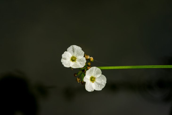 (Foto: iStock)