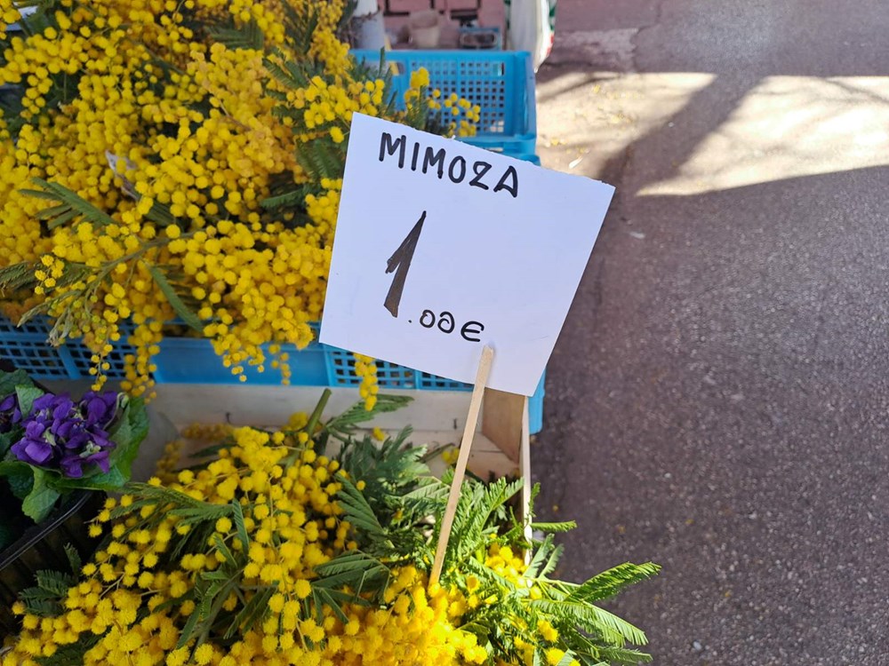 (Snimio Zoran Oljača)