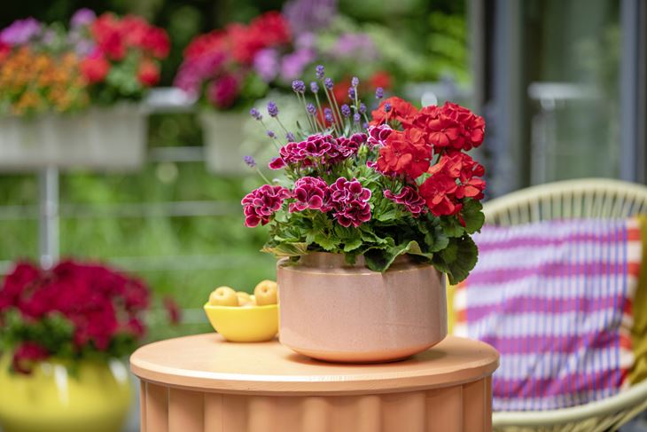 (Foto Pelargonium for Europe)