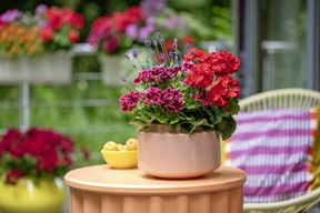 (Foto Pelargonium for Europe)