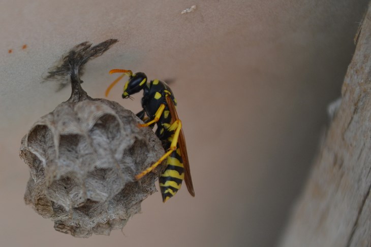 (Arhiva Glasa Istre)