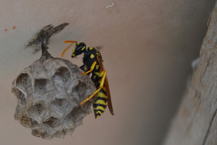 (Arhiva Glasa Istre)