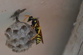 (Arhiva Glasa Istre)