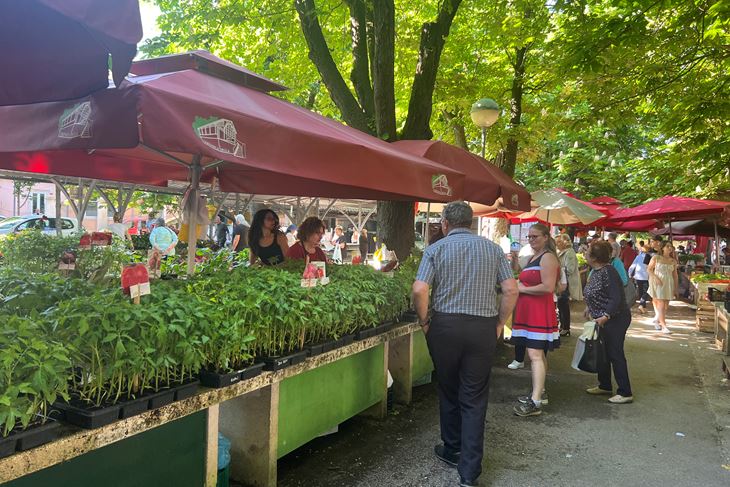 Naveliko su se kupovale piantine (Snimila Doria Mohorović)