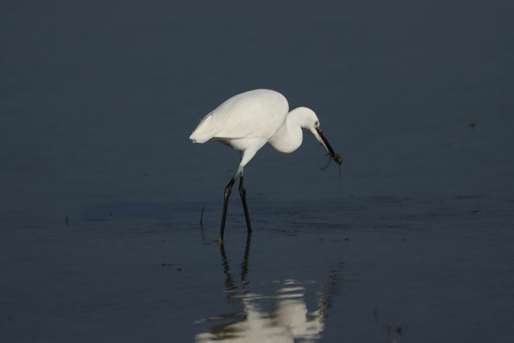 (Foto JU Natura Histrica)