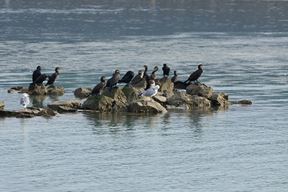 (Foto: Javna ustanova Natura Histrica)