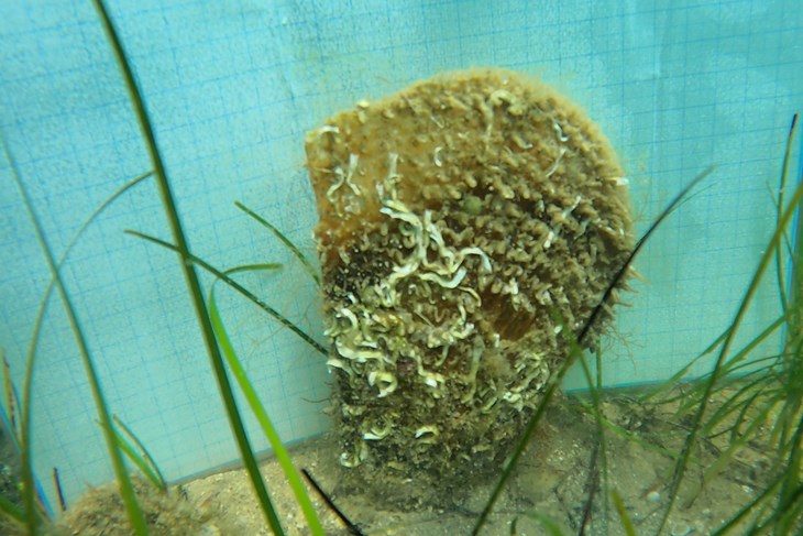 (Foto: Hrvatski veterinarski institut)