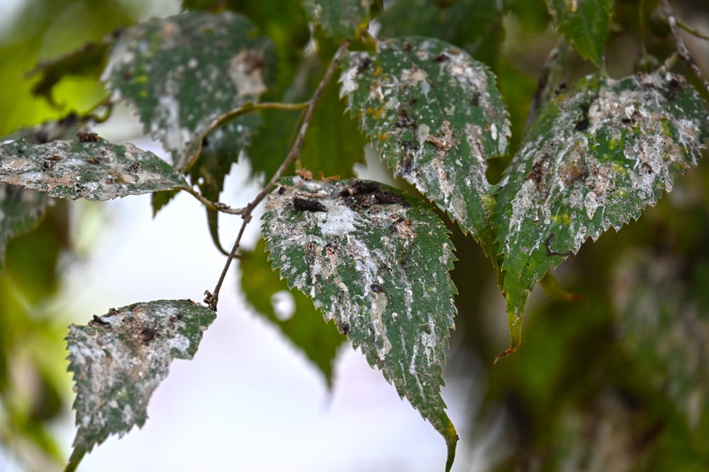 (Arhiva Glasa Istre)
