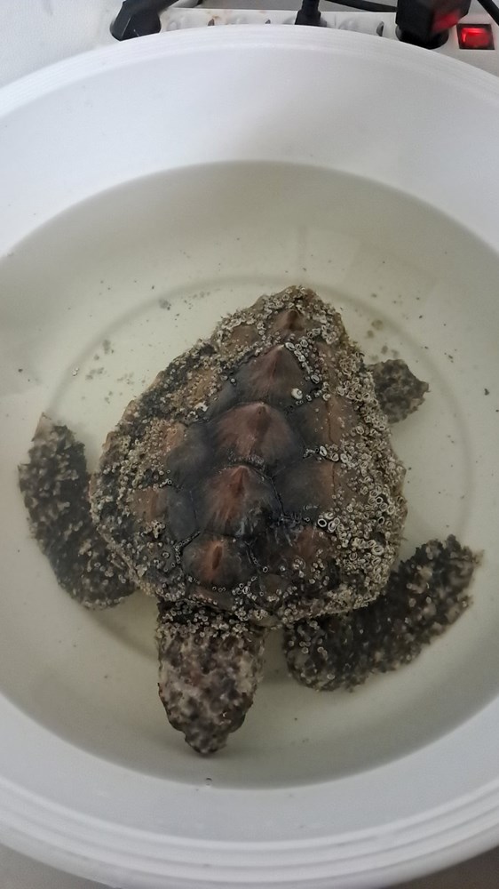 (Foto: Aquarium Pula)