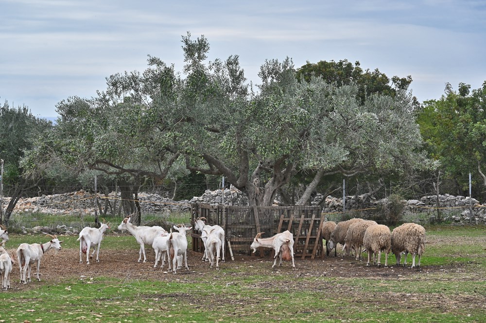 (Arhiva Glasa Istre)