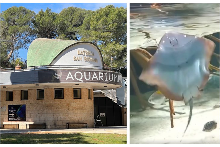 (Foto: Doria Mohorović, Screenshot Aquarium Pula)