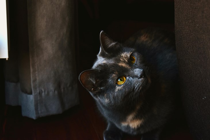 Ilustracija (Pexels)