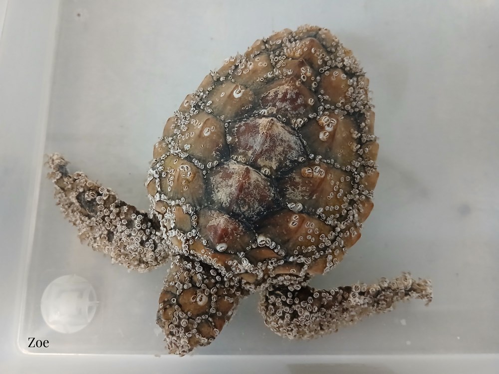 (Foto: Aquarium Pula)