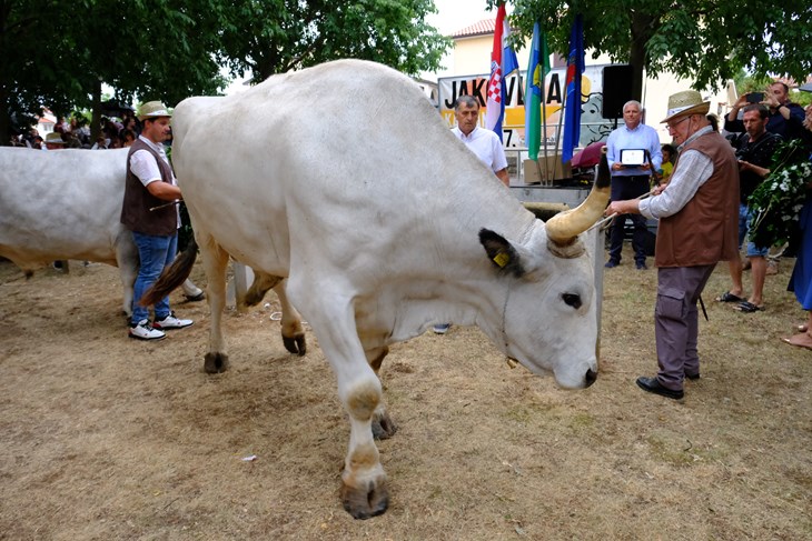 (Snimio Milivoj Mijošek)