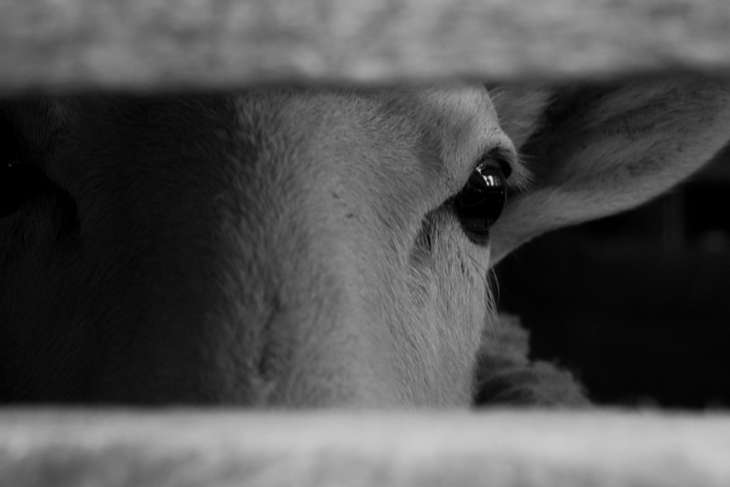 (Prijatelji životinja)