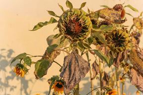 (Photo by Anna Zakharova on Unsplash)
