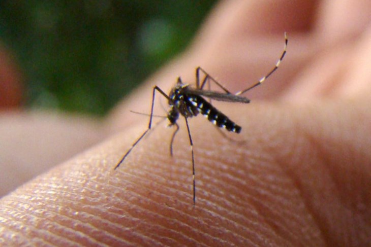 (Arhiva Glasa Istre)
