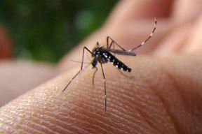 (Arhiva Glasa Istre)