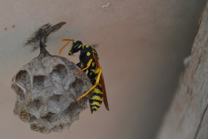 (Arhiva Glasa Istre)