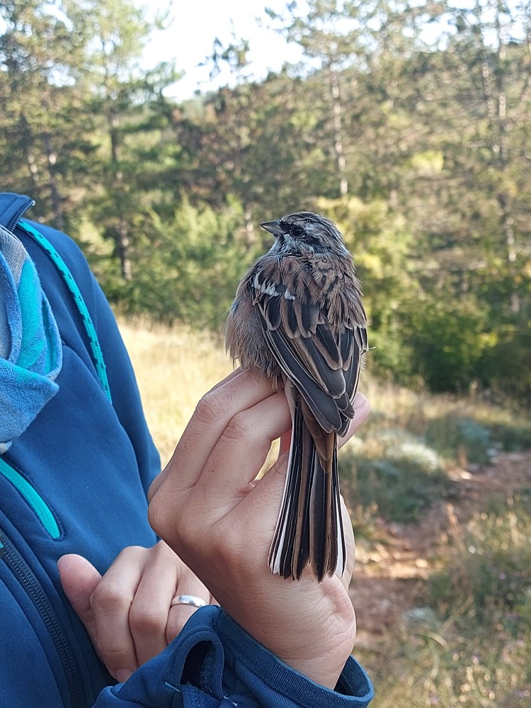 (Udruga Biom)