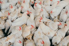 (Photo by Egor Myznik on Unsplash)