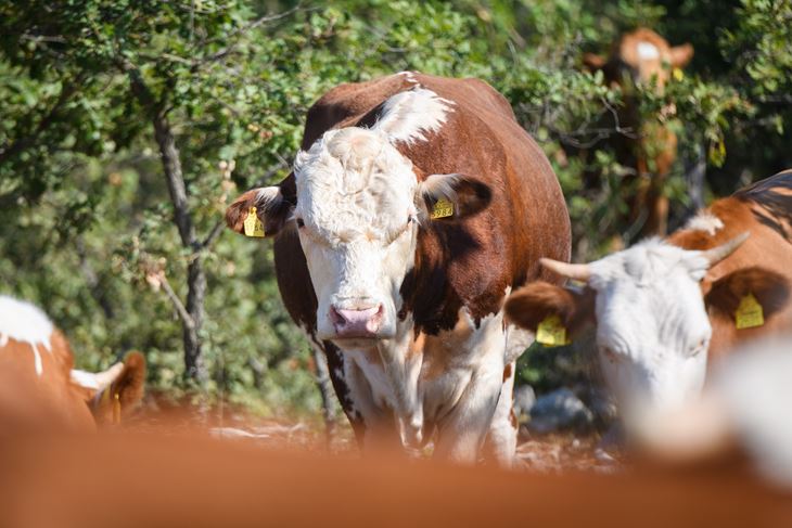 (Snimio Luka Jeličić)