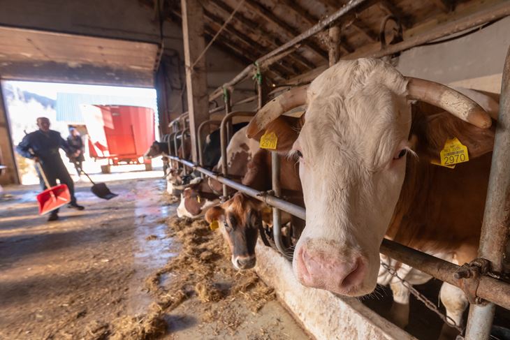 (Snimio Dino Stanin/PIXSELL)