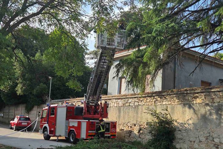 (Snimila Tea Tidić)