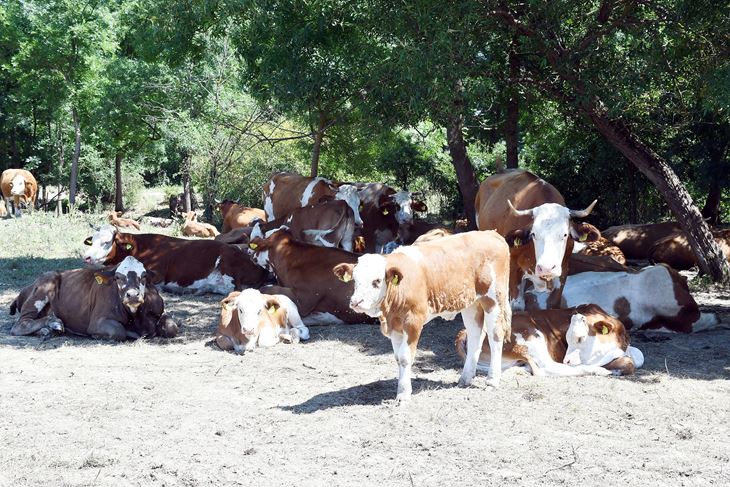 (Snimio Nikola Cutuk / Pixsell)