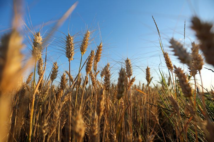 Ilustracija (Snimila Emica Elvedji / Pixsell)