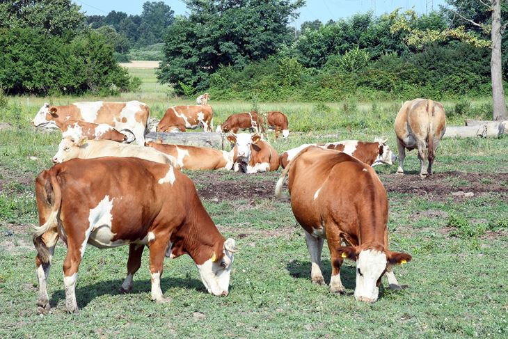 (Snimio Nikola Cutuk / Pixsell)