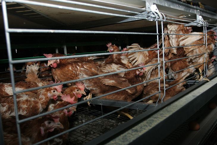 (Snimio GOJKO MITIĆ)