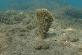(Natura Histrica)