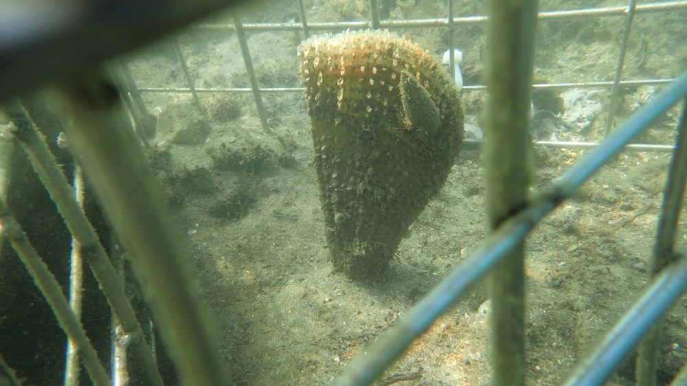 (Natura Histrica)