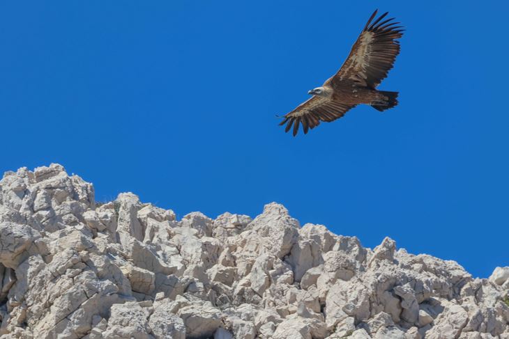 (Snimio Elvis_Vuleta)