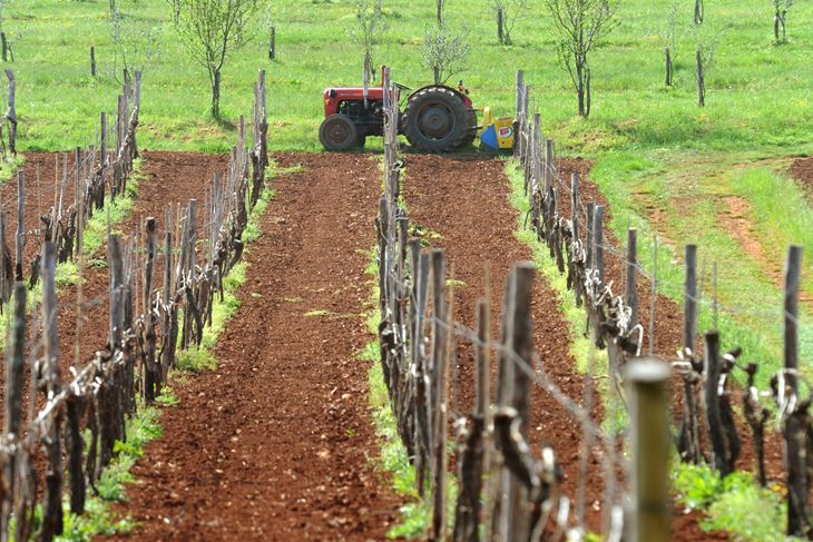 Ilustracija (Snimio MIlivoj Mijošek)