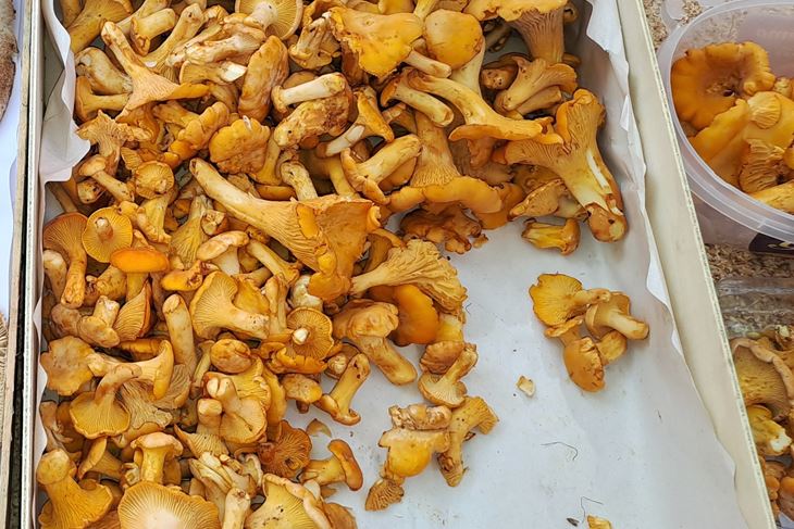 (Snimio Zoran Oljača)