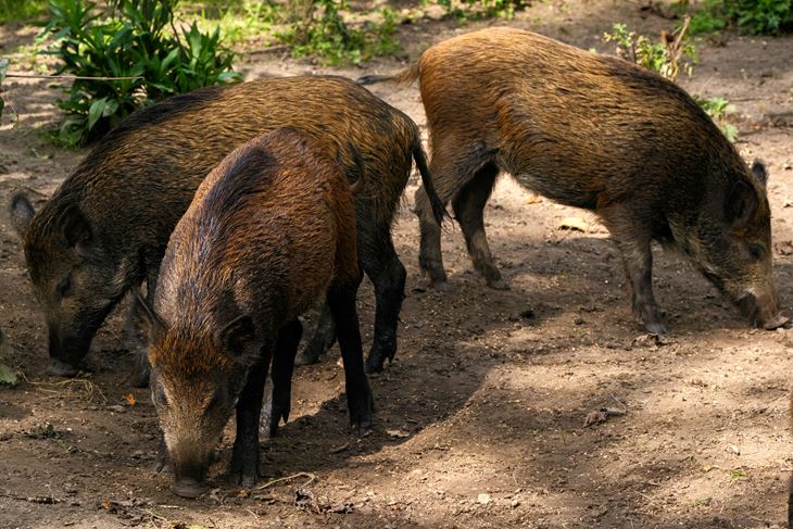 (Photo by Haberdoedas on Unsplash)