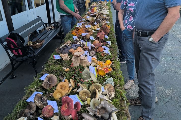 (Snimio Zvonimir Guzić)