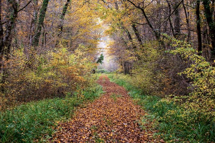 Motovunska šuma (Snimio Srećko Niketić / Pixsell)