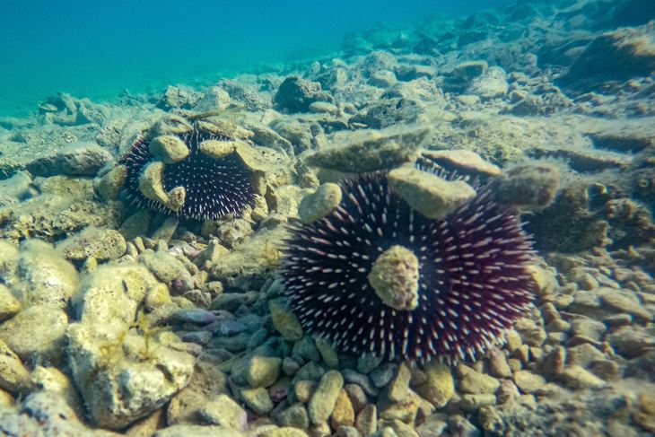 (Snimio Srećko Niketić / Pixsell)