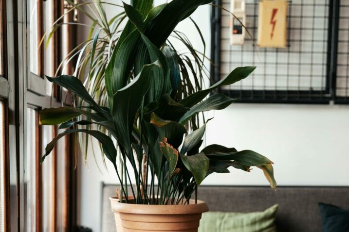 Ilustracija (Pexels)